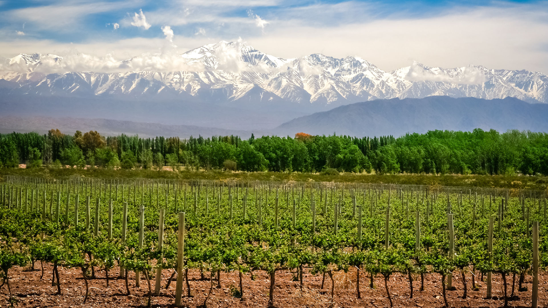 wine and olive vineyards of Mendoza