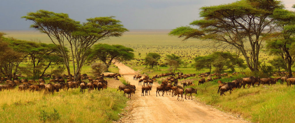 wildebeest in tanzania safari tour