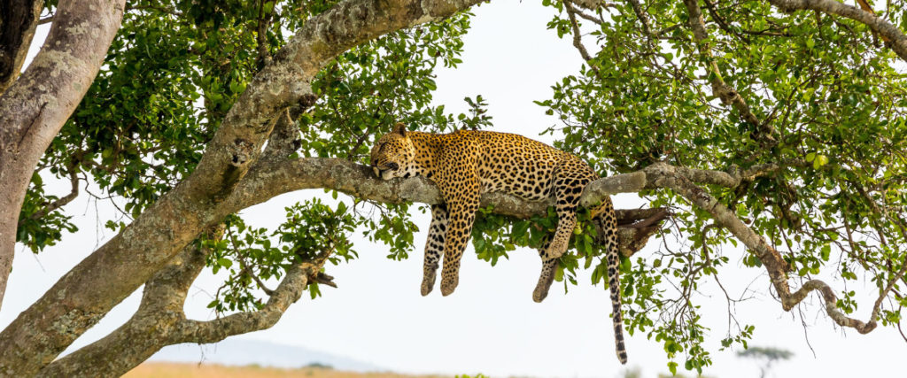 sleeping leopard in tanzania